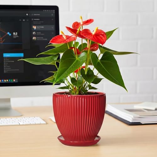Ceramic Planter, 6 Inch Plant Pot Indoor with Drainage Hole and Saucer, Small Pots for Plants, Modern Succulent Flower Pot, Round Planter, House Garden Decor, Plant Gifts for Women Men, Red - Image 6