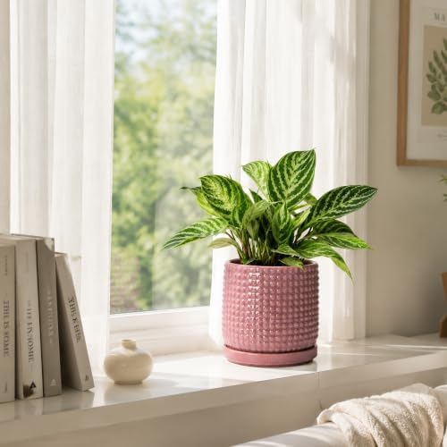 D'vine Dev Beaded Ceramic Pot with Saucer, 6 in, Blush Mauve, 27-C-X-K - Image 6
