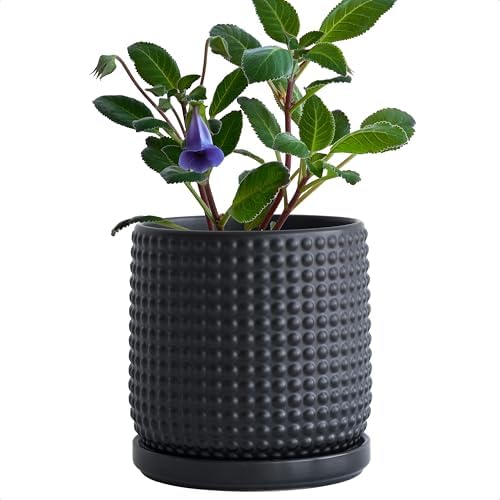 D'vine Dev Beaded Ceramic Pot with Saucer, 6 in, Ebony Matte, 27-C-X-6 by DvineDevPlanterPotsandStand