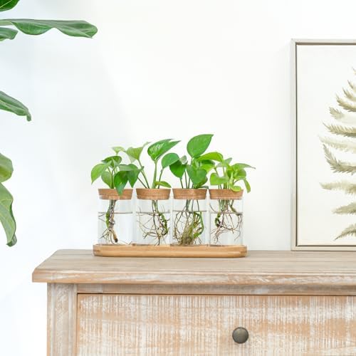 Dahey Plant Propagation Stations, 4 Pcs Glass Vases with Wooden Stand & Lid - Image 2