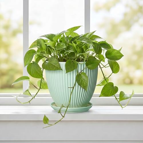 Ceramic Pots for Indoor Plants, 6 Inch Plant Pot with Drainage Hole and Saucer, Round Modern Planters, Decorative Pots for Plants, Home Living Room Decor, Gifts for Plant Lovers, Mint Green - Image 5