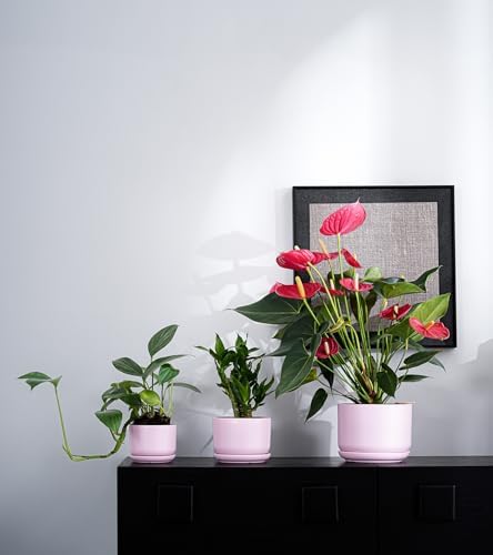 Plant Pots,Ceramic Planters with Drainage Holes&Saucer Set of 3(Matte Pink) - Image 6