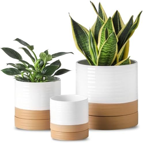 HASENSE Planters for Indoor Plants, 8+6+4.6 Inch Ceramic Plant Pots Indoors with Drainage Hole and Tray, Dual Contrast Glaze Flower Planters for Herb Snake Succulent, Set of 3, White by Hasense