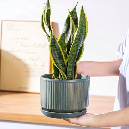 SURE YUESI Ceramic Plant Pots Set of 3, Indoor Outdoor Planters with Drainage Hole and Saucer, Ceramic Flower Pots for Indoor Plants, 4.3+5.5+6.8 Inch, Home, Garden, Patio and Office, Matte Green - Image 5