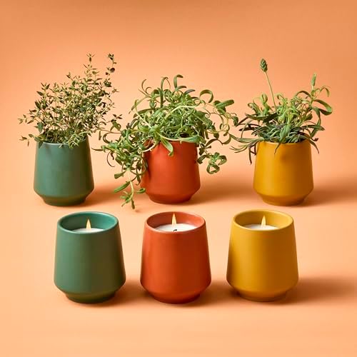 Modern Sprout - 2 in 1 Scented Candles w/Seeds that Grow into Plants -3 pk - Image 3