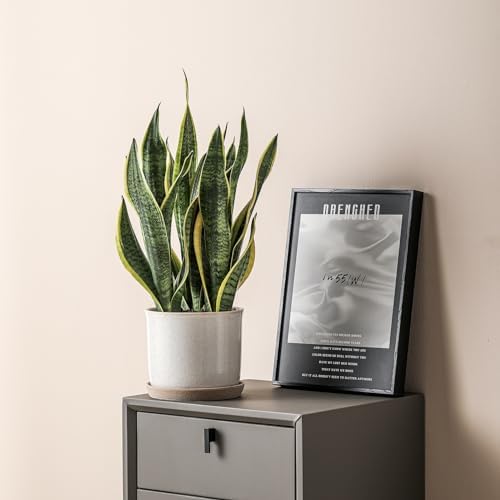 8 Inch Ceramic Plant Pot with Drainage Hole & Separate Saucer - Image 6