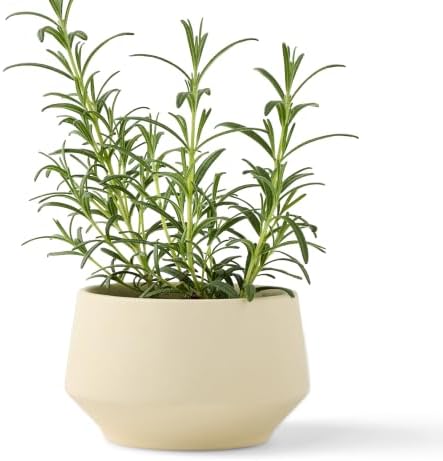 Modern Sprout Soy Candle Planter - Winter Forest - Image 4
