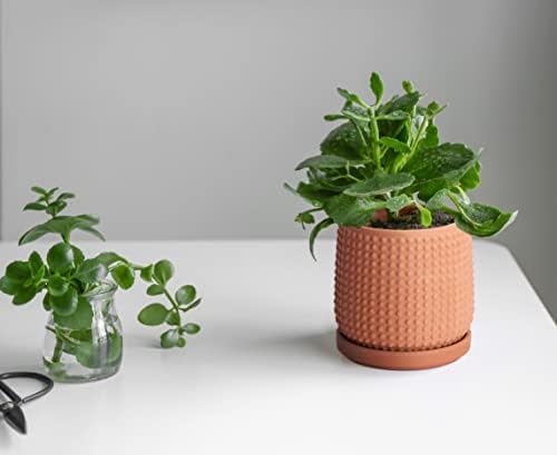 D'vine Dev Beaded Terracotta Pot with Saucer, 4 in, Terra Cotta, 27-C-Z-7 - Image 7