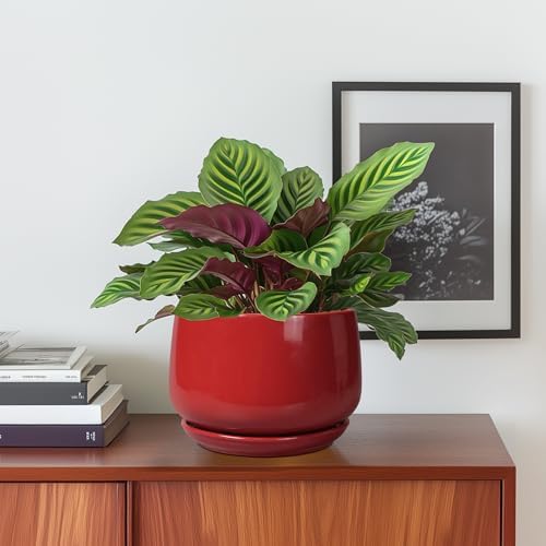G EPGardening Ceramic Pot for Plants - 6 Inch Plant Pot with Drainage and Ceramic Tray, Modern Living Room Decor, Planter for Housewarming Gifts New Home, Red - Image 2