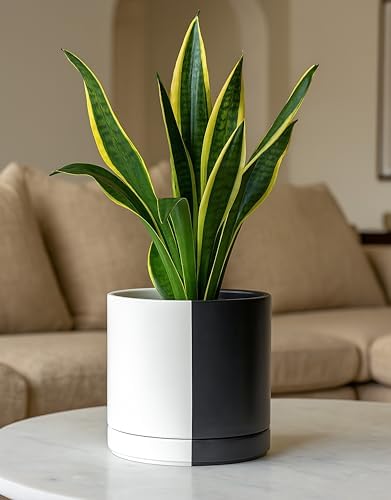 D'vine Dev 8.2 Inch Ceramic Planter Pot, Black White Split, 94-O-D-0 - Image 2