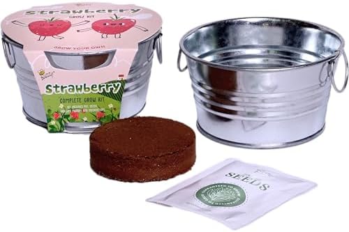 Buzzy Seeds Strawberry Grow Kit, Galvanized Basin Planter, Indoor/Outdoor - Image 4