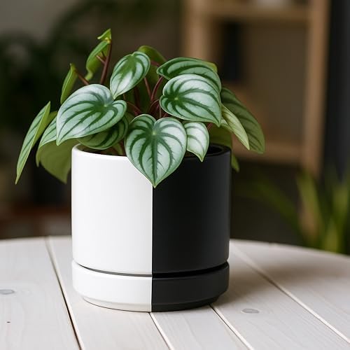 D'vine Dev 4.7 Inch Ceramic Planter Pot, Black White Split, 94-O-B-0 - Image 2