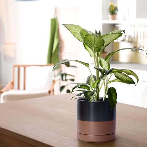 D'vine Dev 2-Pack Ceramic Pots with Saucers, Black/Tan, 6.5 in, 94-V-C-7 - Image 5