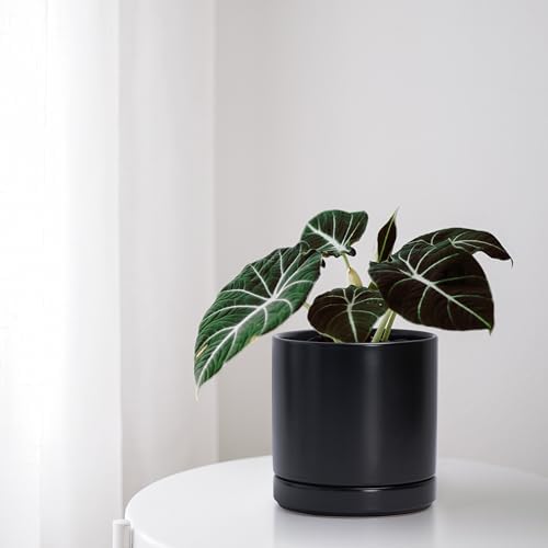 D'vine Dev 6.5 Inch Ceramic Planter Pot, Black, 94-O-C-2 - Image 5