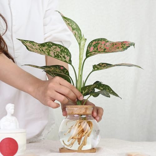Plant Propagation Station,Hydroponic Glass Container Vase Jars, with Wooden Saucer for Desks, Houses, Garden Decorations, Home Kitchen Decorations and Gifts for Plant Lovers (6) - Image 3