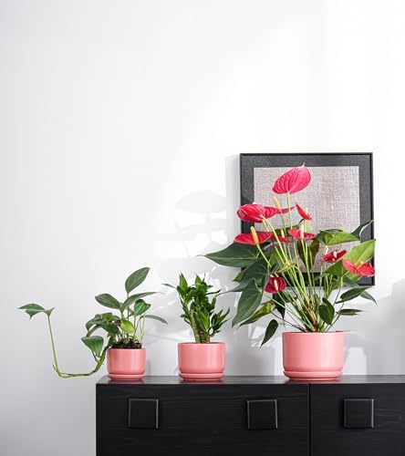 Ceramic Plant Pots,Planters with Drainage Hole&Saucer 3 Pack(Matte Orange) - Image 6