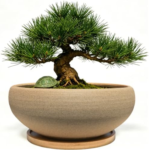 MUZHI 8 inch Round Unglazed Ceramic Bonsai Pot with Bamboo Tray, Shallow Plain Pottery Succulent Planter with Drainage Hole (8”) by MUZHI