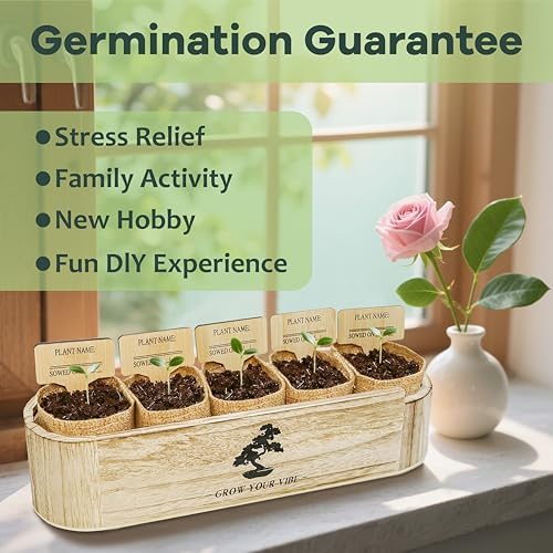 LUOJIBIE Bonsai Tree Kit for Beginners - Unique Gifts for Women, Crafts for Adults, for Women & Men,Complete Indoor Plant Kit,Easy House Plant - Image 3