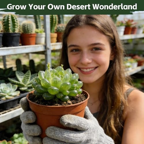 Succulent & Cactus Seed Kit for Planting, Premium Cactus & Succulent Starter Kit: 4 Growing Pot, Markers, Seeds Mix, Soil - Beginner Indoor Cacti Kit – House Plant - Men Women DIY Gift Kits - Image 6
