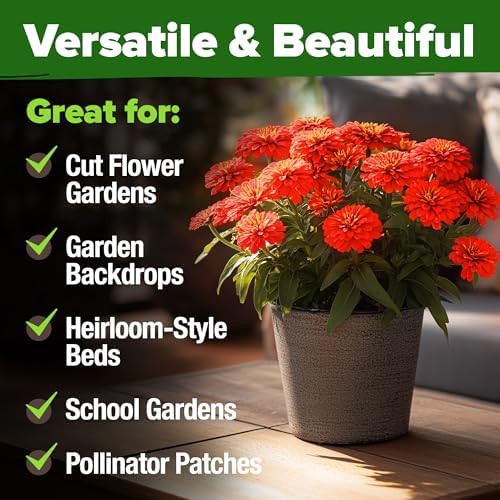 HOME GROWN Zinnia Seeds, Will Rogers, 150 Seeds, Zinnia elegans - Image 6