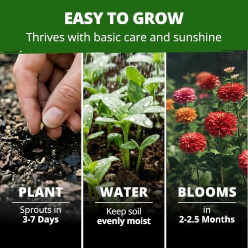 HOME GROWN Zinnia Seeds Dahlia Mix - 4300 Seeds, Zinnia Elegans - Image 4