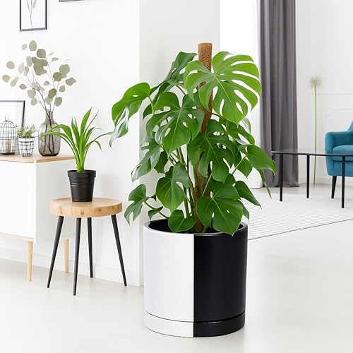 D'vine Dev 12 Inch Ceramic Planter Pot, Black White Split, 94-O-F-0 - Image 2