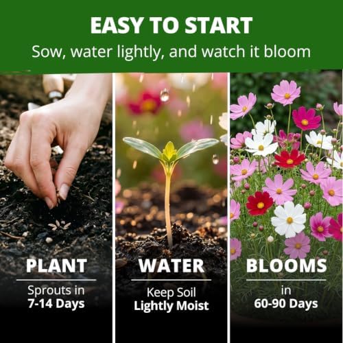 HOME GROWN Sensation Dwarf Mix 600 Cosmos Flower Seeds Cosmos bipinnatus - Image 4