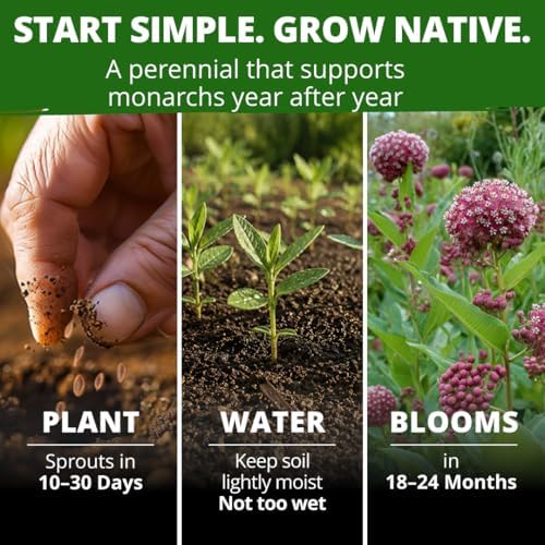 HOME GROWN Common Milkweed 150 Flower Seeds Asclepias syriaca - Image 4