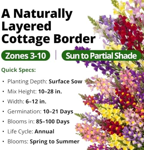 HOME GROWN Fairy & Northern Lights 6000 Snapdragon Seeds Linaria maroccana - Image 3