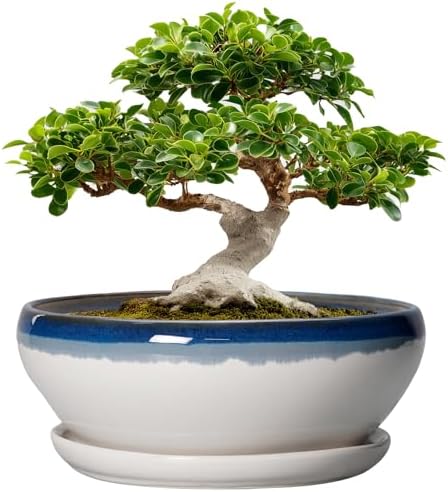 SQOWL Bonsai Tree Pots - 12 Inch Ceramic Succulent Planters, Large Bonsai Pot with Drainage Hole and Tray, Shallow Planter Indoor, Bowl Round Planter, Home Decor, Plant Lover Gift, Blue Off-White by SQOWL