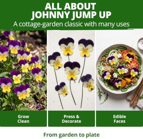 HOME GROWN Johnny Jump Up Helen Mount Viola Seeds, 1,500, Viola Tricolor - Image 5