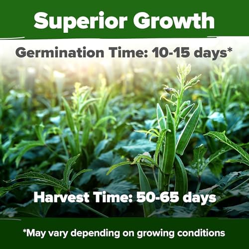 HOME GROWN Clemson Spineless Okra Seeds, 101+ Seeds, Abelmoschus esculentus - Image 2