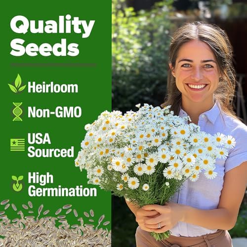 HOME GROWN German Chamomile Seeds, 2,280 Seeds, Matricaria chamomilla - Image 2