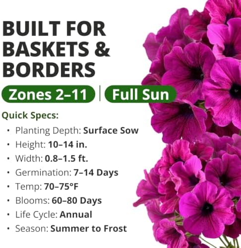 HOME GROWN Wild Petunia 3000 Flower Seeds Petunia violacea - Image 3