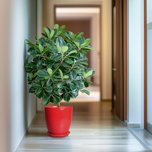Ceramic Planter 10 Inch - Ceramic Pot for Plants Large Plant Pot Indoor with Drainage Hole and Saucer Round Outdoor Planter Modern Flower Pot for Garden House Red - Image 6