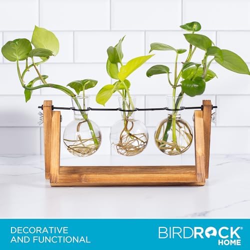 BIRDROCK HOME Plant Propagation Station | 3 Bulb Vase with Wooden Stand Terrarium | Great Gift Idea for the Home Office Garden | Hydroponics Plants - Image 5