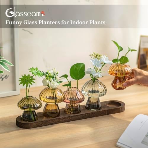 Glasseam 5 Pcs Mushroom Propagation Station: Glass Terrarium Jar for Plants - Image 2