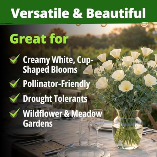 HOME GROWN Ivory Castle Poppy 2500 Flower Seeds Eschscholzia californica - Image 7