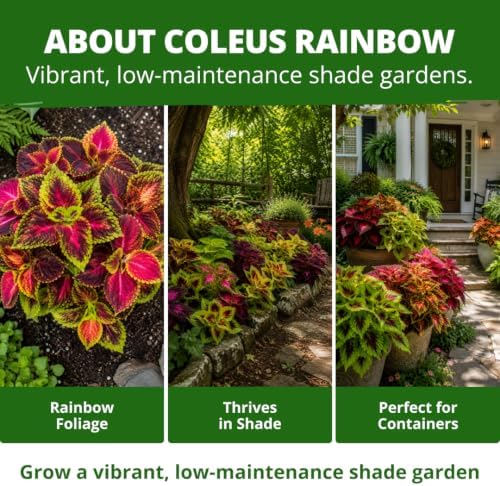 HOME GROWN Rainbow Mix Coleus 400 Flower Seeds Plectranthus scutellarioides - Image 5
