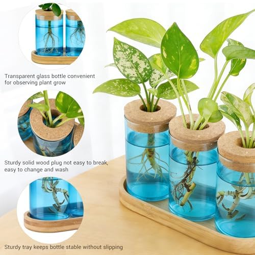 Dahey Plant Propagation Stations, Glass Vases with Wooden Stand & Lid, Blue - Image 4