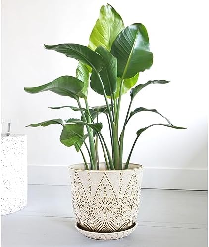 Gepege 10 Inch Ceramic Plant Pot for Indoor Plants with Drainage & Saucer - Image 7
