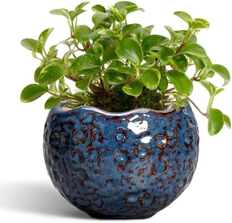 Ceramic Pots for Plants - 4 Inch Plant Pots for Indoor Outdoor, Small Planter with Drainage Hole, Unique Flower Pot, Decorative Modern Round Planter, Office Decor, Home Gifts, Retro Blue by Thirtypot