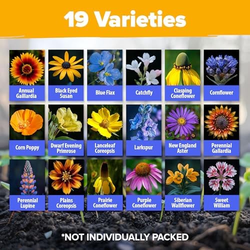 HOME GROWN Midwest Wildflower Mix 65,000+ Flower Seeds 4 oz - Image 2