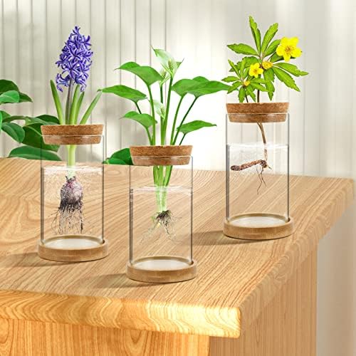 Plant Propagation Stations 3 Pack Plant Terrarium, Propagation Jars Glass Hydroponic Vases for Indoor Plants, Desktop Glass Plant Pot with Lid & Wooden Stand Gardening Gifts for Women Mom Plant Lovers - Image 7