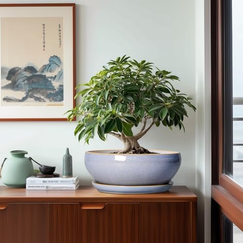 SQOWL 12 Inch Bonsai Pots - Shallow Ceramic Planter for Indoor Plants Outdoor, Large Succulent Pots with Drainage Hole and Saucer, Round Planter Bowl, Porch Decor, Gifts for Plant Lover, Blue - Image 4