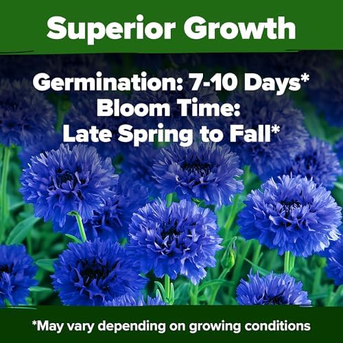 HOME GROWN Bachelor Button Seeds, Tall Blue, 6,000 Seeds, Centaurea cyanus - Image 5