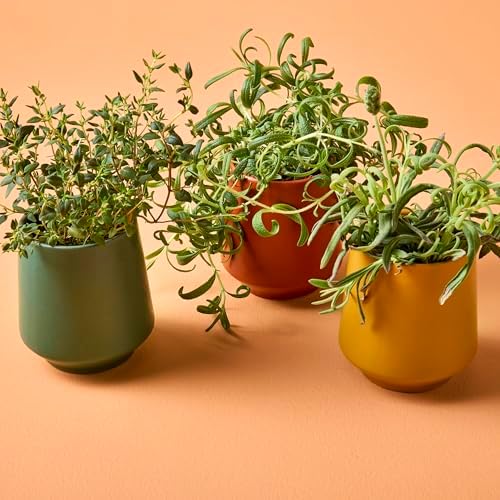Modern Sprout - 2 in 1 Scented Candles w/Seeds that Grow into Plants -3 pk - Image 6