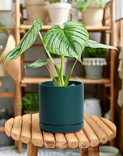 D'vine Dev 2-Pack Ceramic Pots with Saucers, Teal, 6 in, 94-V-C-9 - Image 2