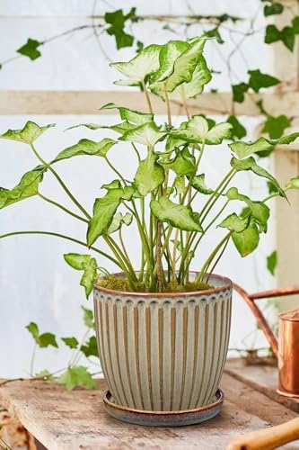 Oairse Ceramic Pots for Indoor Plants, 7.8 inch Pots for Plants Brown Planters with Drainage Holes and Saucers Texture Ceramic Planters Indoor Outdoor for Succulent - Image 7
