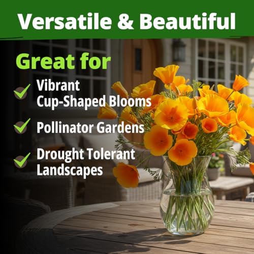 HOME GROWN Golden West Poppy 6000 Flower Seeds Eschscholzia californica - Image 7